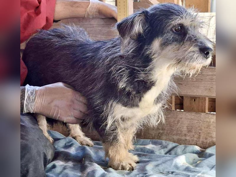 Lilly - zuckersüße Strubbelmaus