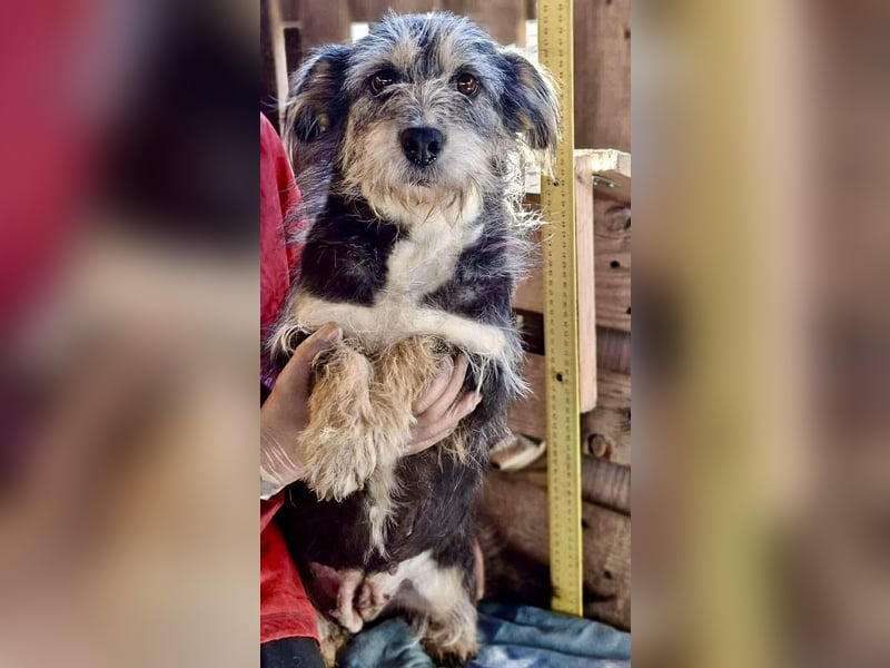 Lilly - zuckersüße Strubbelmaus