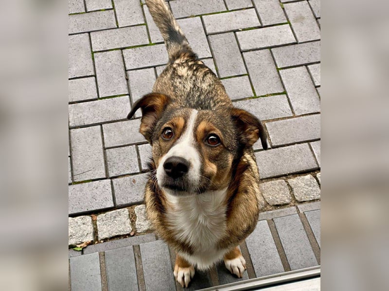 Ich bin Izzy - deine zukünftige Sofa-Partnerin mit Fell!