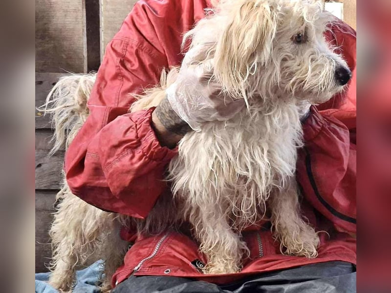 Leon – kleiner Hundejunge mit Charme Leon – kleiner Hundejunge mit Charme