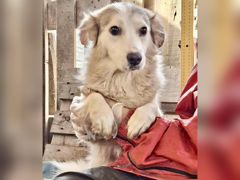 Lora – sanfte Maus braucht ruhiges Nest Lora – sanfte Maus braucht ruhiges Nest