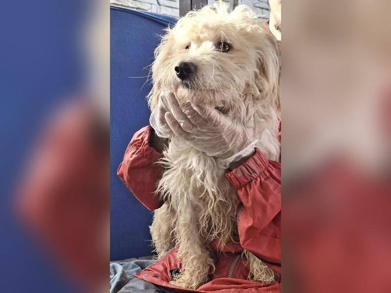 Leon – kleiner Hundejunge mit Charme Leon – kleiner Hundejunge mit Charme