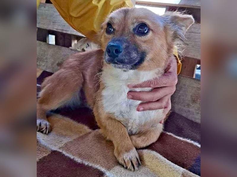 Kleine Frida – 6 kg Liebe auf vier Pfoten