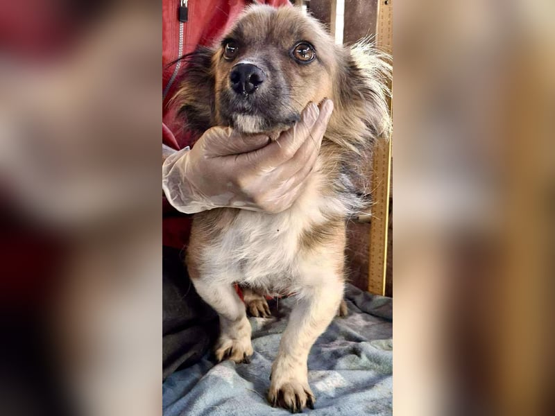 Mina - freundliche Schmusemaus