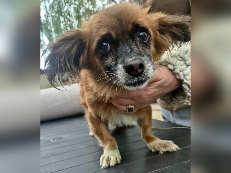 Lilo - klein, dankbar und verkuschelt