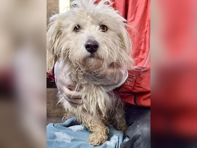 Leon – kleiner Hundejunge mit Charme Leon – kleiner Hundejunge mit Charme