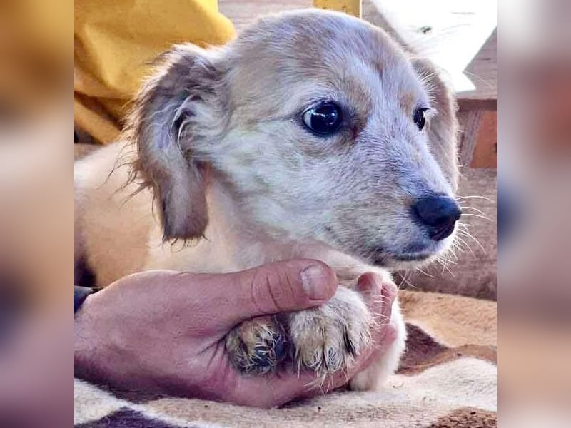 Freya – kleinbleibendes Hundekind zum Dahinschmelzen