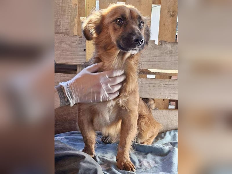 Felix sucht dringend seine Menschen