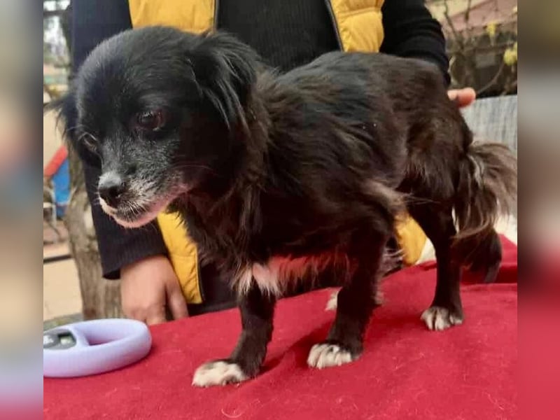 Gisa - zuckersüß, lieb & dankbar