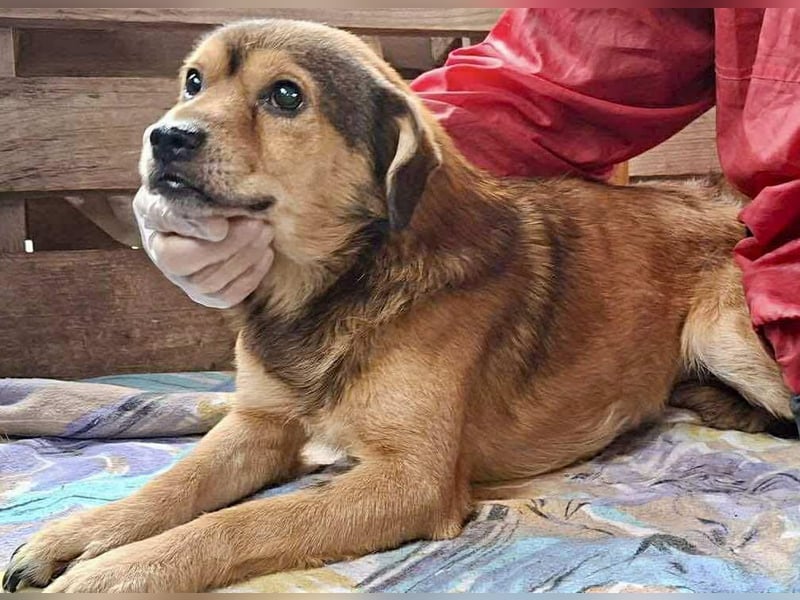 Rocky – kleine Knutschkugel