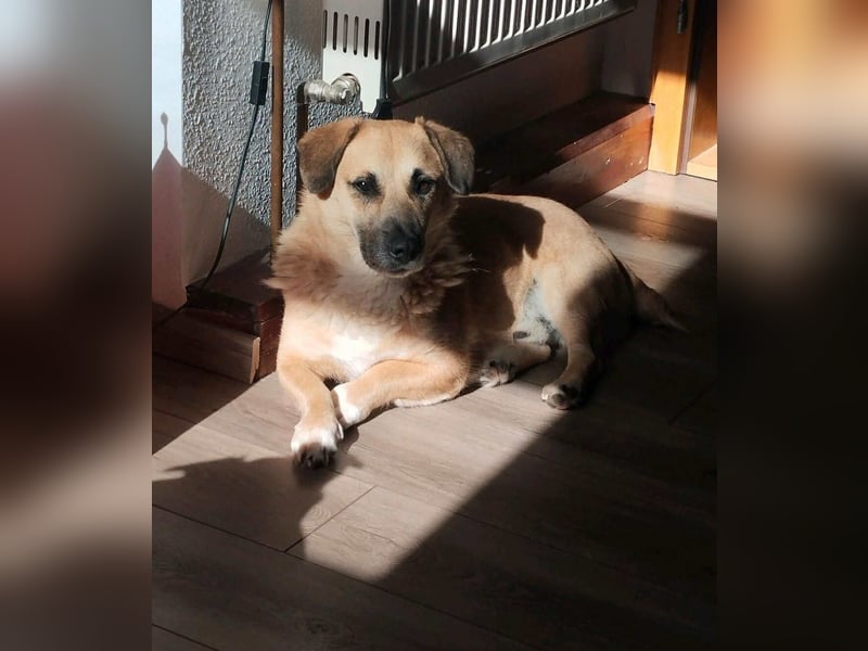 Strolch sucht sein Zuhause