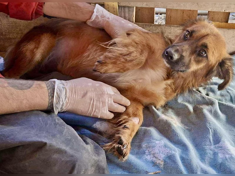 Felix sucht dringend seine Menschen