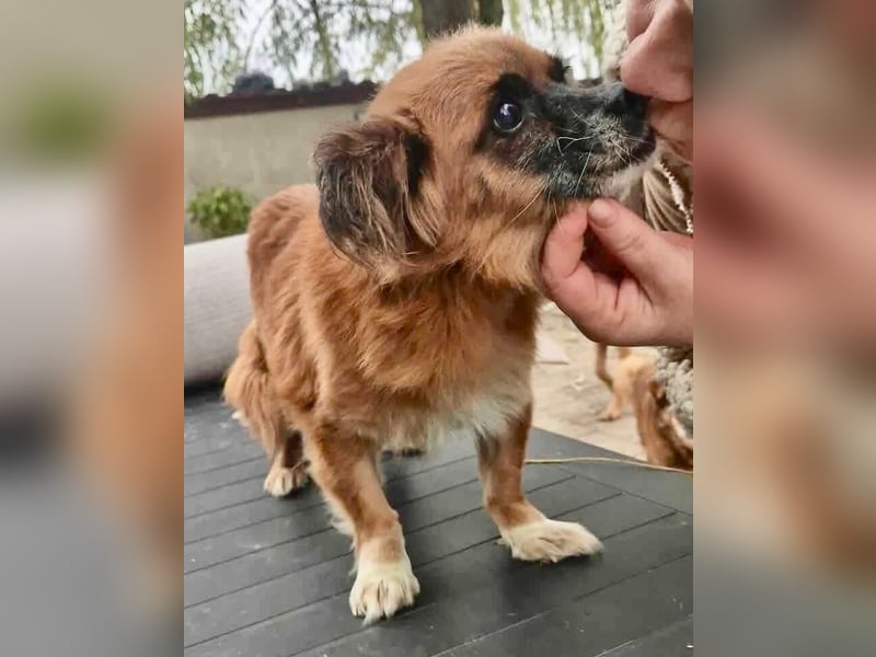 Lilo - klein, dankbar und verkuschelt