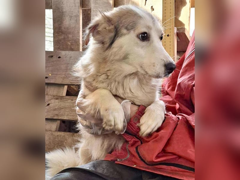 Lora – sanfte Maus braucht ruhiges Nest Lora – sanfte Maus braucht ruhiges Nest