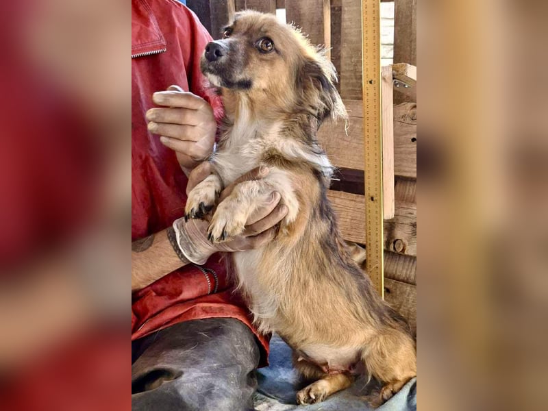 Mina - freundliche Schmusemaus