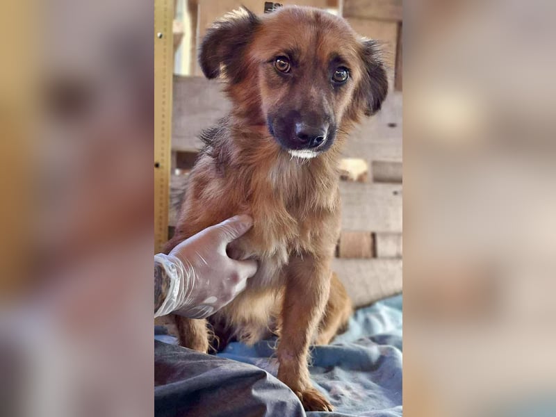 Felix sucht dringend seine Menschen