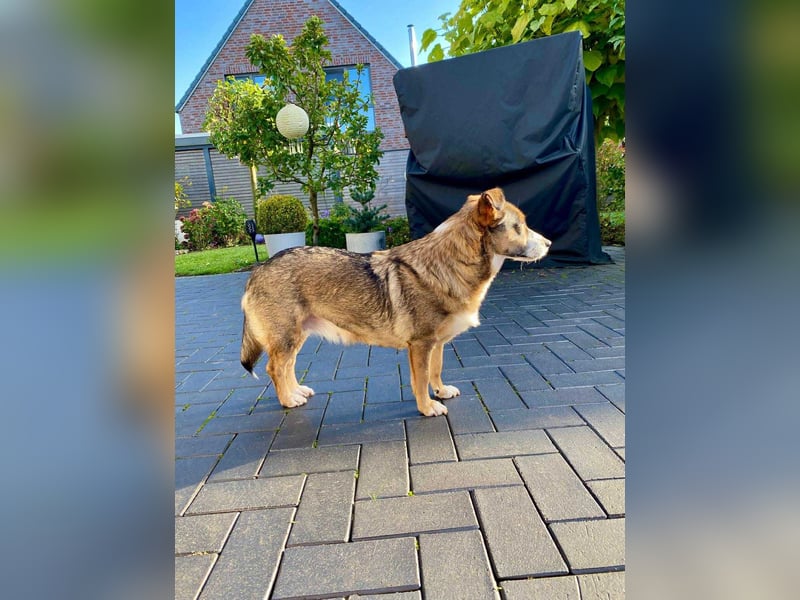 Ich bin Izzy - deine zukünftige Sofa-Partnerin mit Fell!