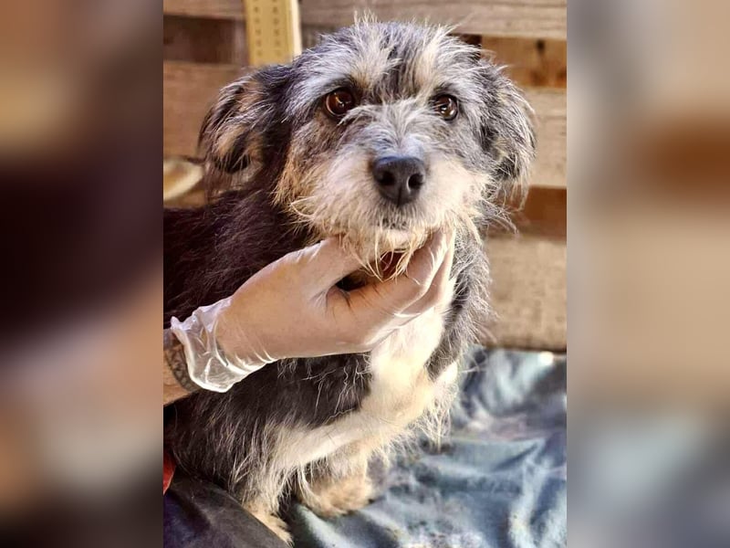 Lilly - zuckersüße Strubbelmaus