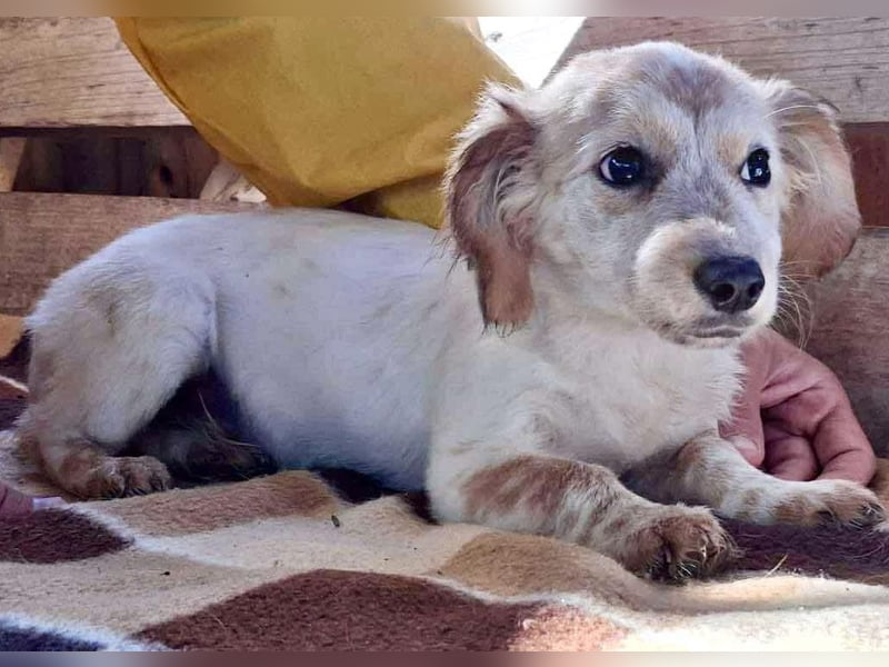 Freya – kleinbleibendes Hundekind zum Dahinschmelzen