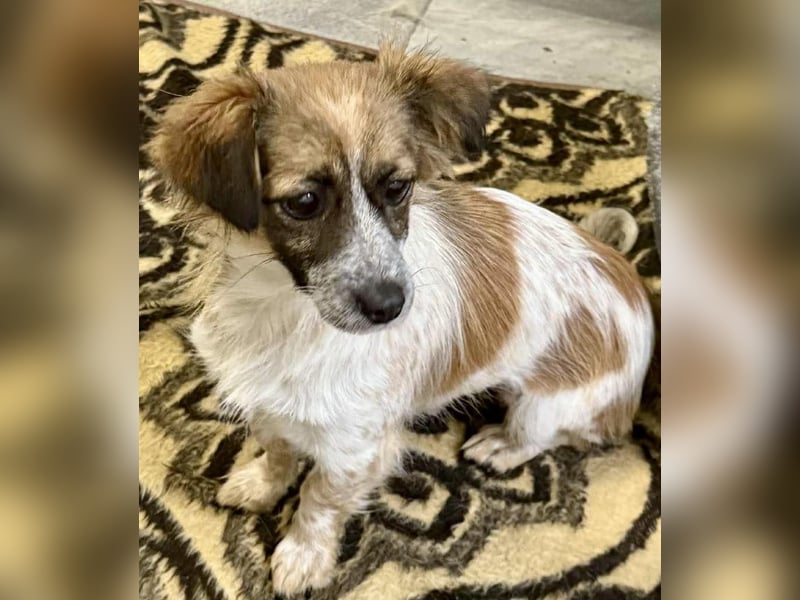 Nori - freundlich & katzenverträglich