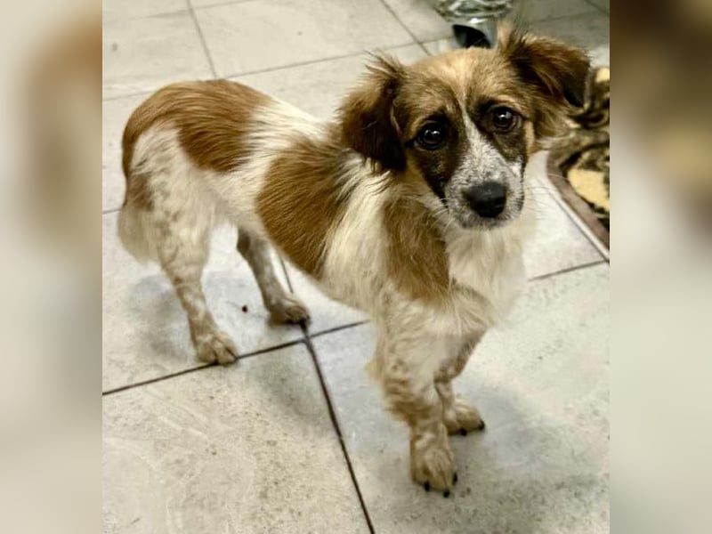 Nori - freundlich & katzenverträglich