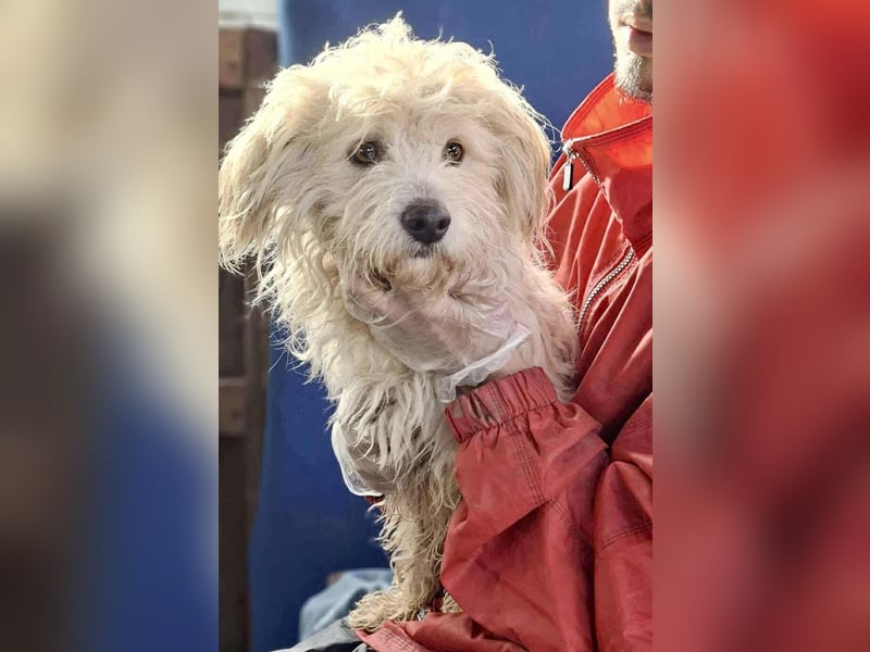 Leon – kleiner Hundejunge mit Charme Leon – kleiner Hundejunge mit Charme