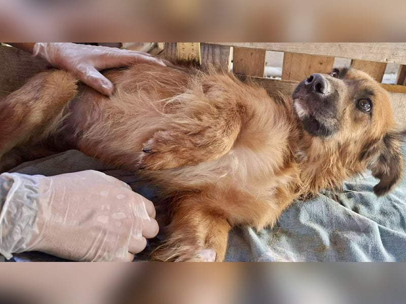 Felix sucht dringend seine Menschen