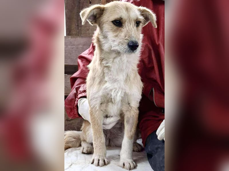 Frida - verschmust & freundlich