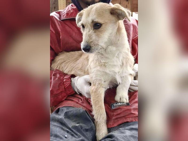 Frida - verschmust & freundlich