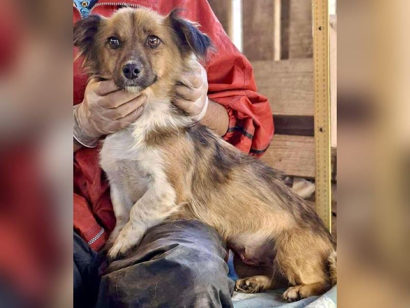 Mina - freundliche Schmusemaus