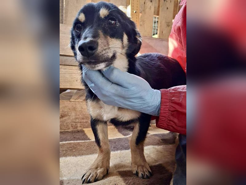 Junghund Frodo – kleiner Pfötchengeber & großer Schmuser