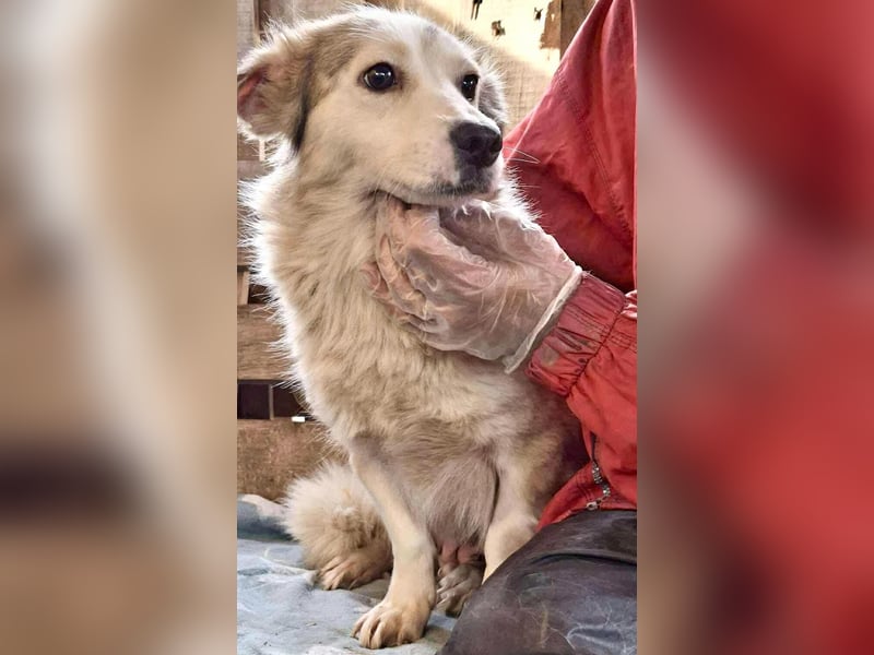 Lora – sanfte Maus braucht ruhiges Nest Lora – sanfte Maus braucht ruhiges Nest