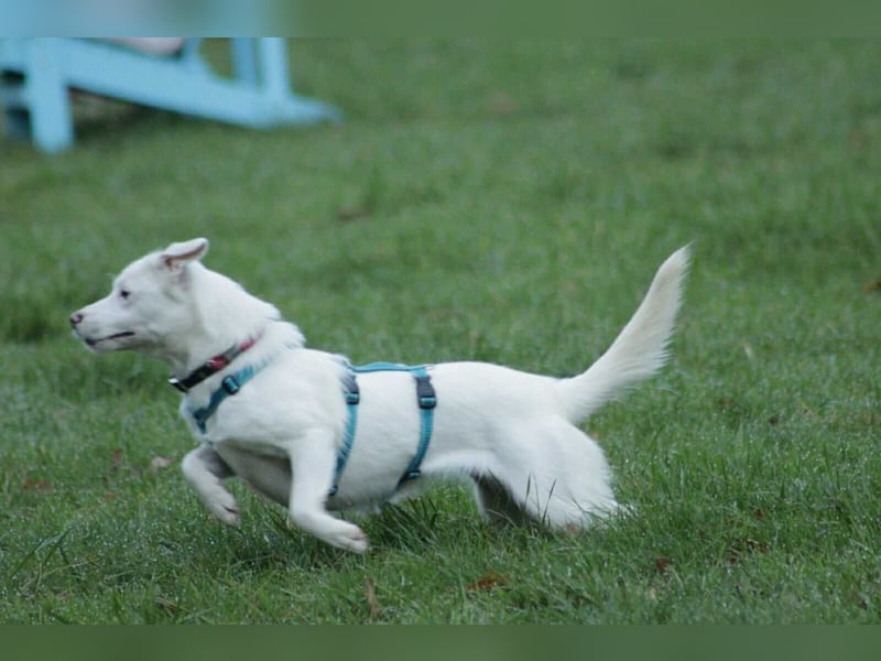 Schneeflöckchen Orla sucht ihr Glück!