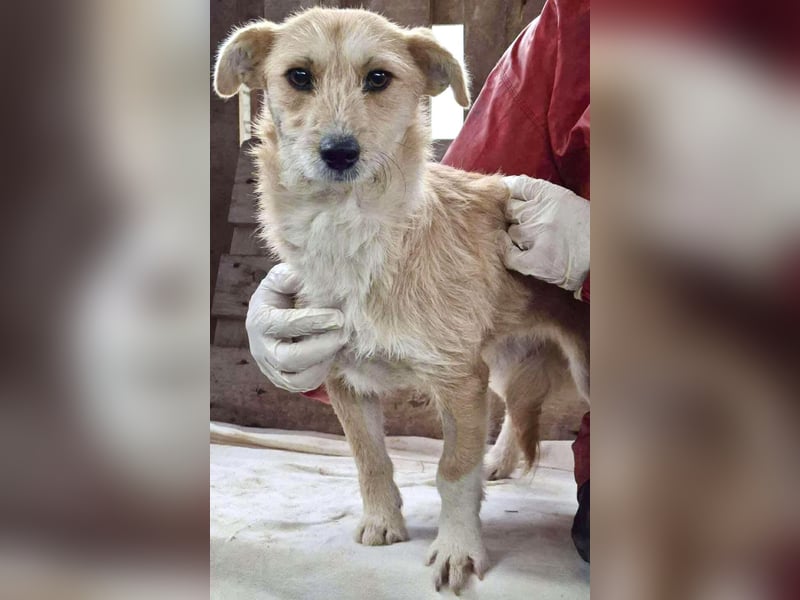 Frida - verschmust & freundlich