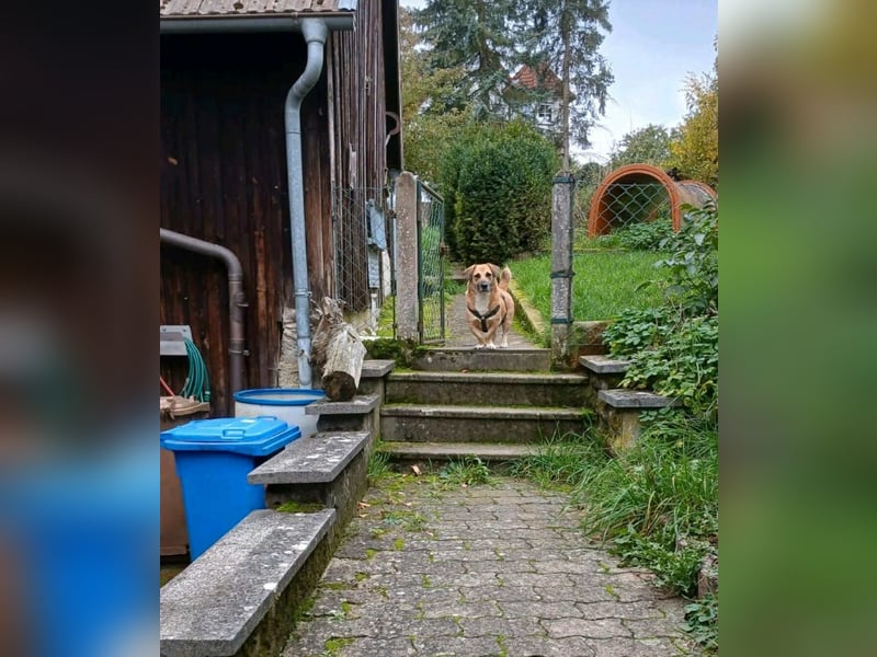 Strolch sucht sein Zuhause