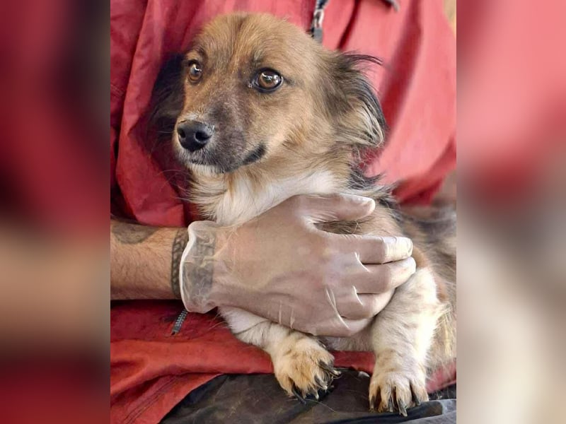 Mina - freundliche Schmusemaus