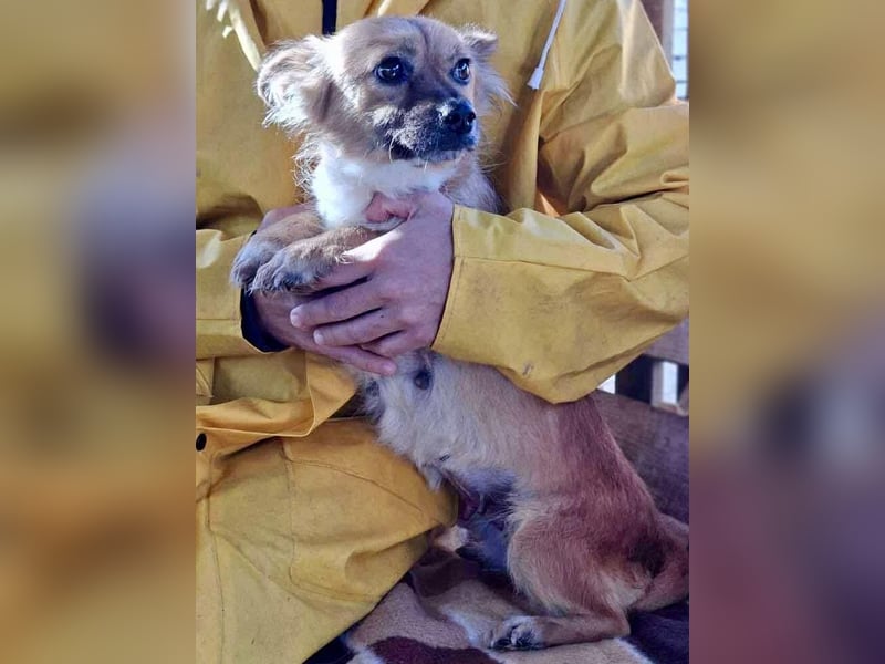 Kleine Frida – 6 kg Liebe auf vier Pfoten