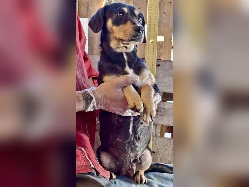 Kleine Fee – zauberhaftes Wesen