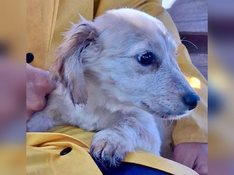 Freya – kleinbleibendes Hundekind zum Dahinschmelzen