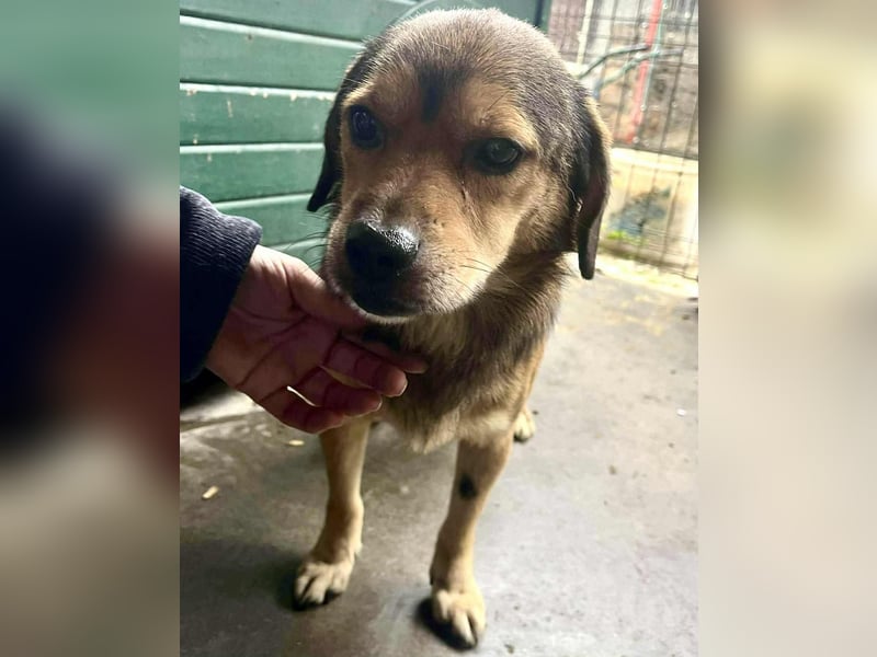 Rocky – kleine Knutschkugel