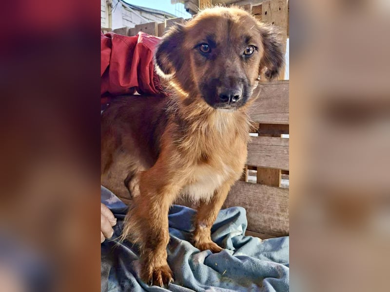 Felix sucht dringend seine Menschen