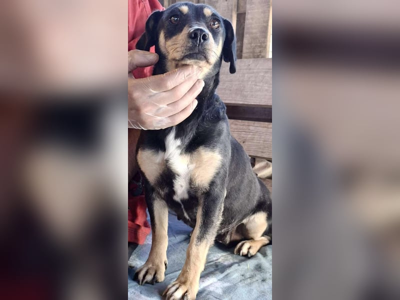 Kleine Fee – zauberhaftes Wesen