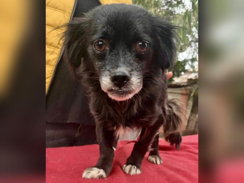 Gisa - zuckersüß, lieb & dankbar