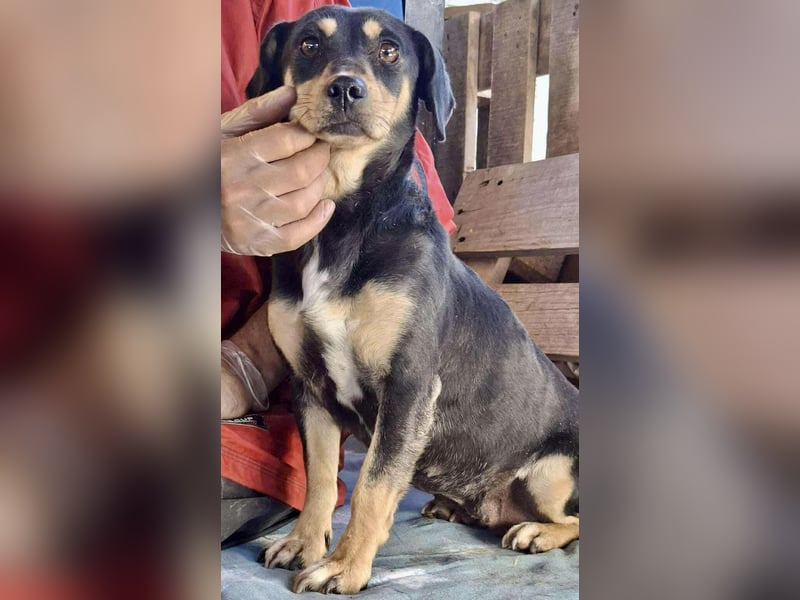 Kleine Fee – zauberhaftes Wesen