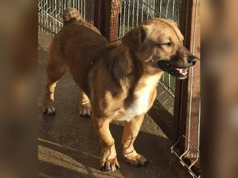 Spiky - süßer kleiner Dackel-Mix Spiky - süßer kleiner Dackel-Mix