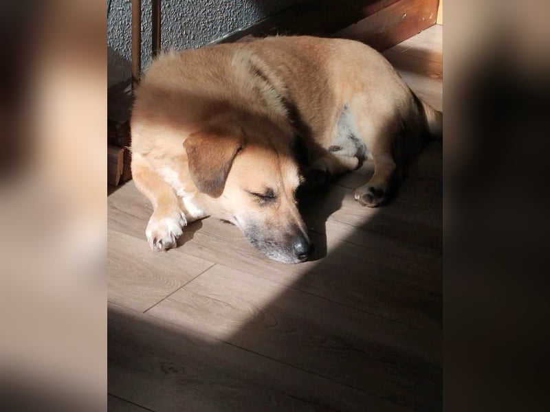 Strolch sucht sein Zuhause