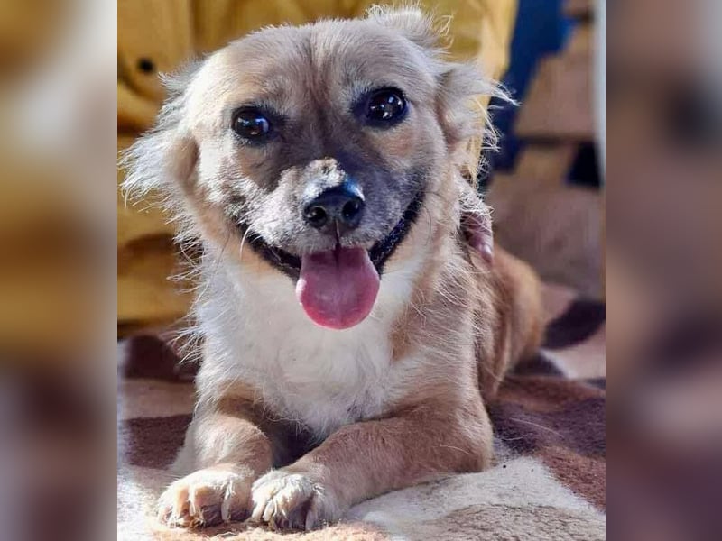 Kleine Frida – 6 kg Liebe auf vier Pfoten