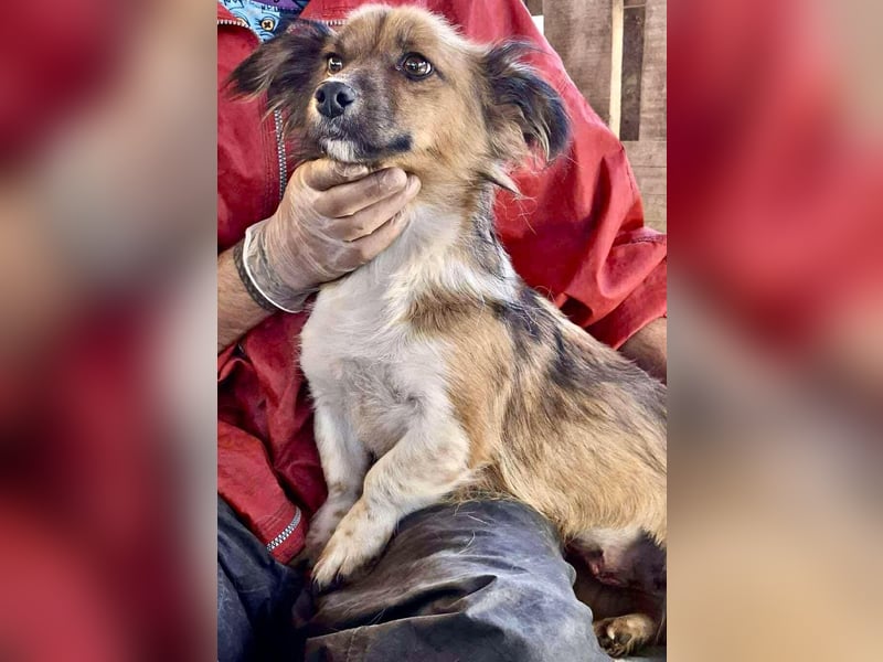 Mina - freundliche Schmusemaus