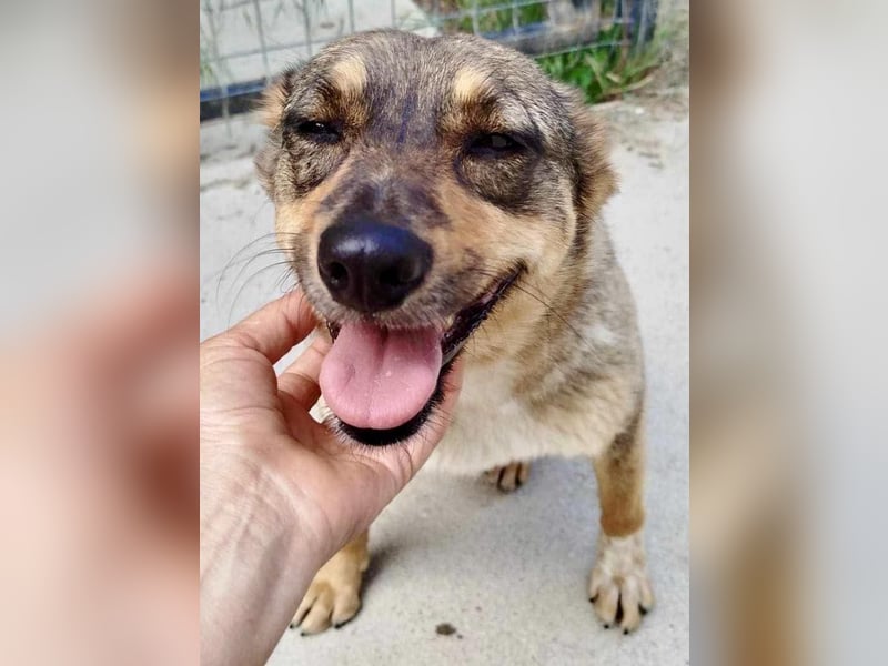 Susi - liebevolle Schmuserin