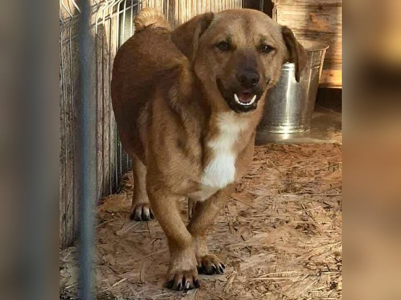 Spiky - süßer kleiner Dackel-Mix Spiky - süßer kleiner Dackel-Mix